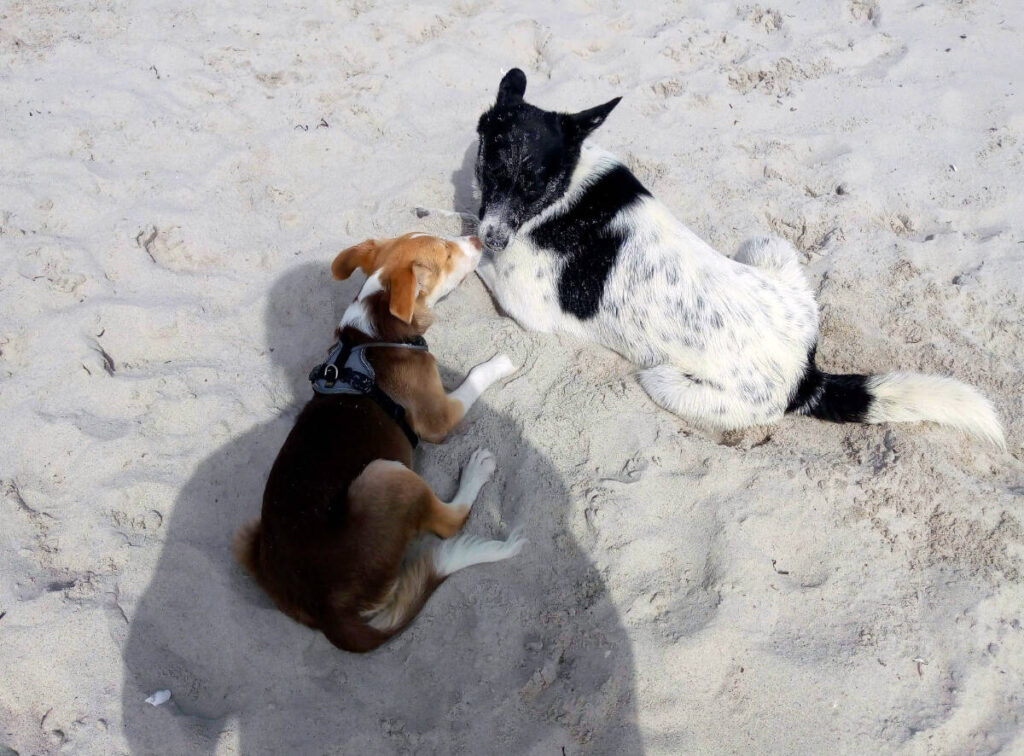 Zwei spielende Hunde am Hundestrand in Heidkate